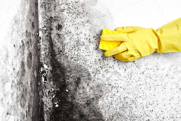 Best Comprehensive Air Testing for Mold Contaminants  in Wakefield, NE
