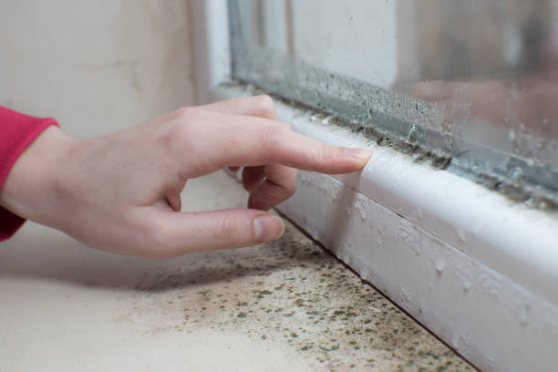Best Biohazard Mold Removal  in Wakefield, NE