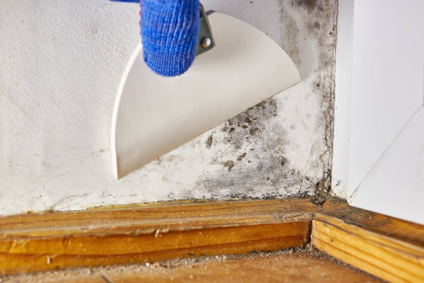  Wakefield, NE Mold Removal Pros